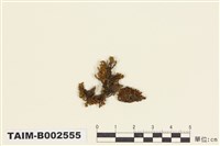 藏品(叢苔科)的圖片